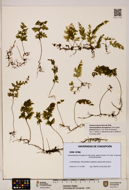 Hymenophyllum ferrugineum [Espécimen: UDEC:CONC:0137394]