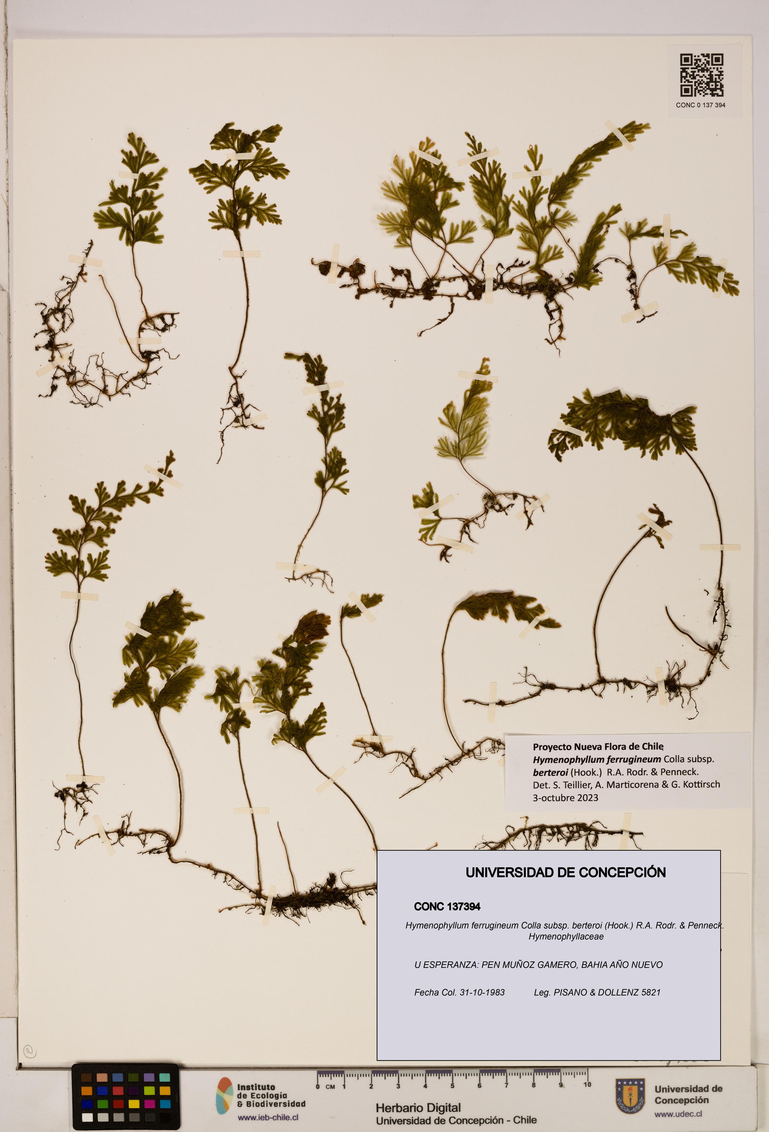 Hymenophyllum ferrugineum [Espécimen: UDEC:CONC:0137394]