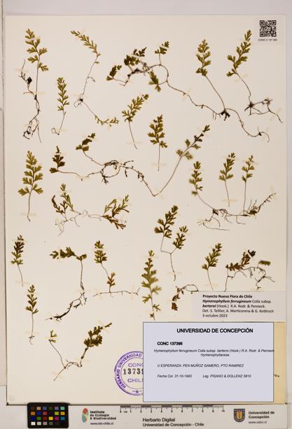 Hymenophyllum ferrugineum [Espécimen: UDEC:CONC:0137395]
