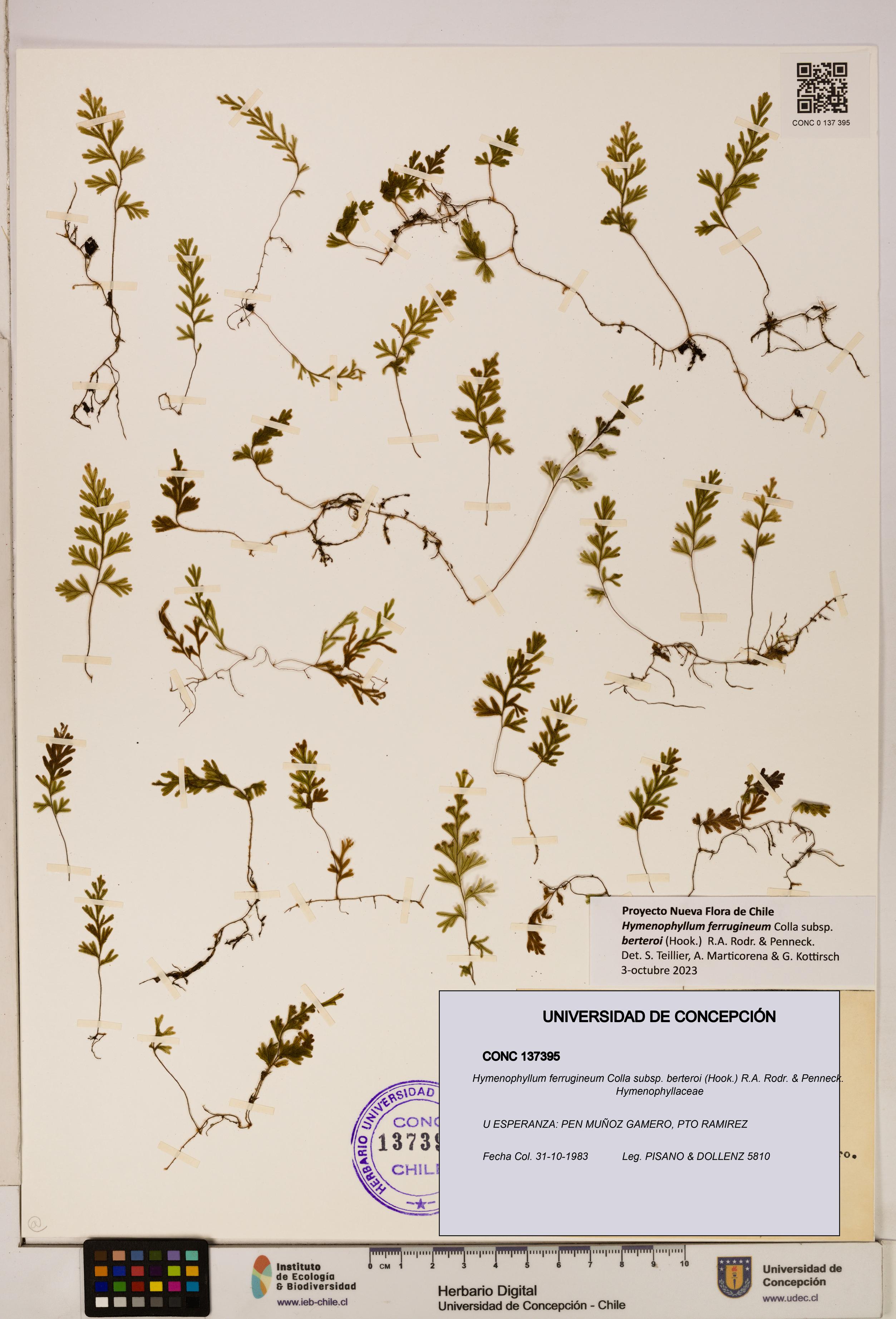 Hymenophyllum ferrugineum [Espécimen: UDEC:CONC:0137395]