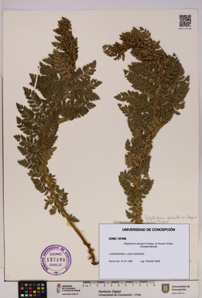 Polystichum plicatum [Espécimen: UDEC:CONC:0137400]