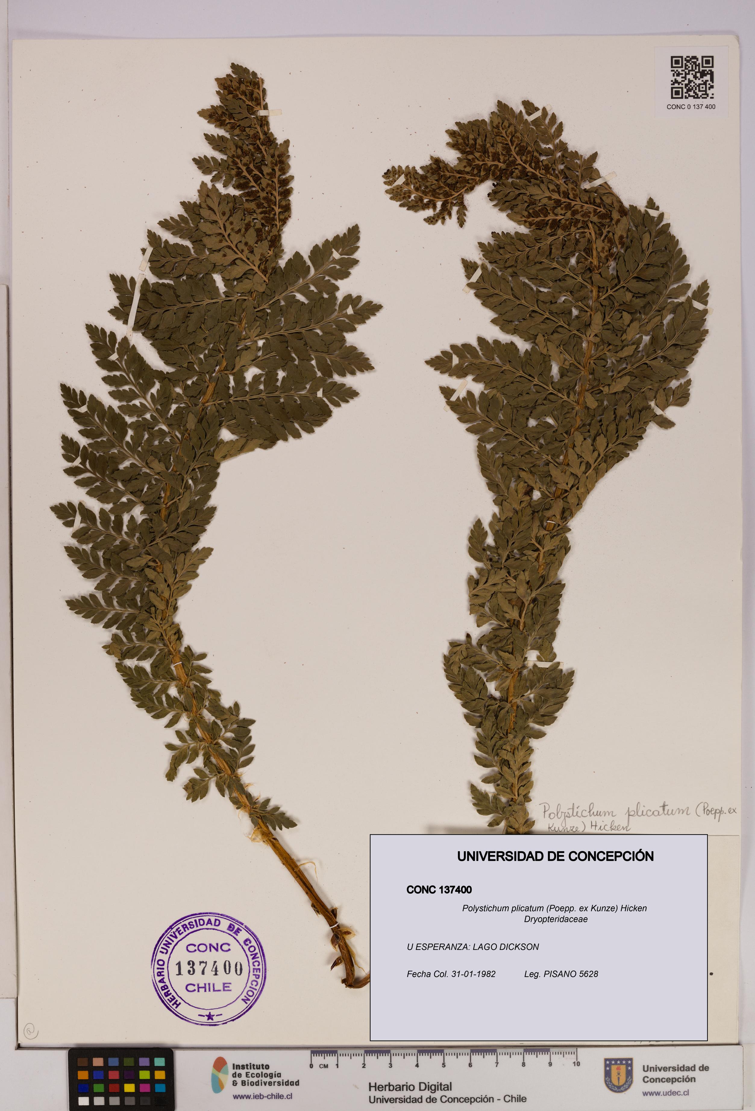 Polystichum plicatum [Espécimen: UDEC:CONC:0137400]