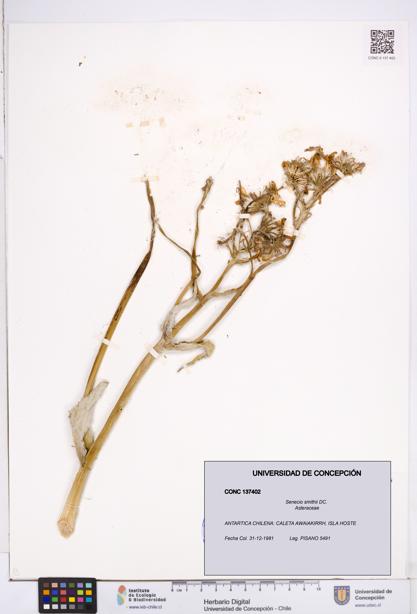 Senecio smithii [Espécimen: ]