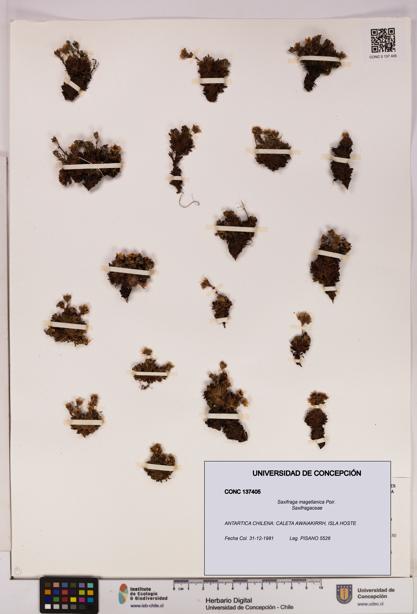 Saxifraga magellanica [Espécimen: UDEC:CONC:0137405]