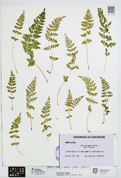 Cystopteris apiiformis [Espécimen: UDEC:CONC:0137408]