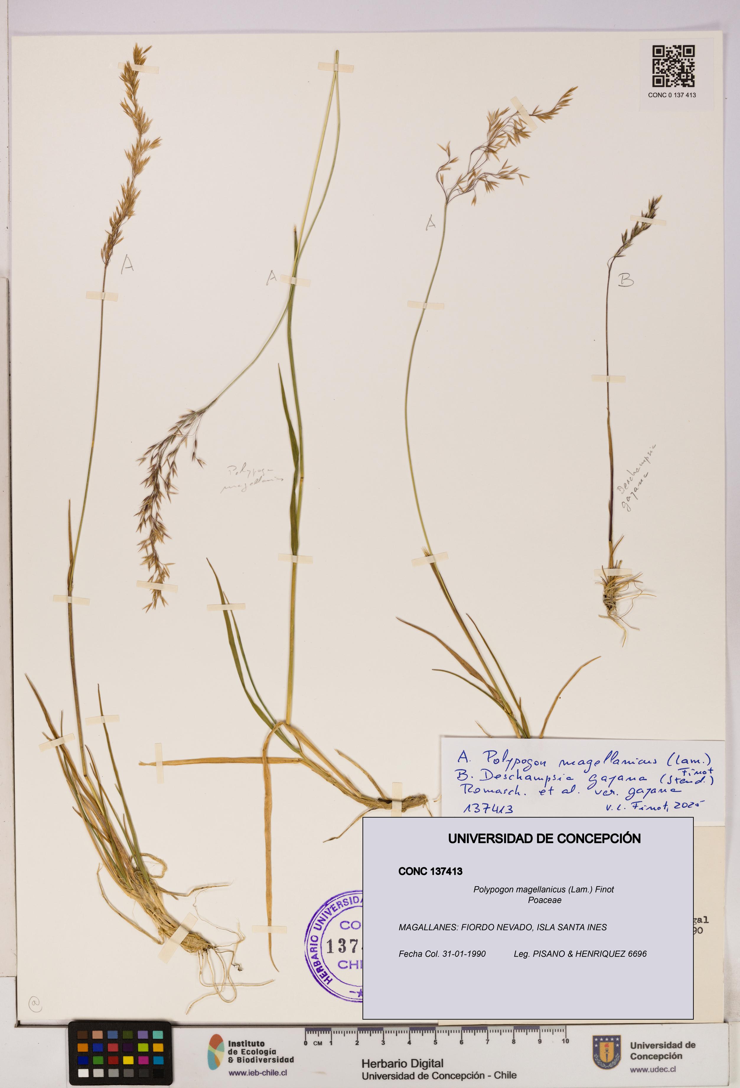 Polypogon magellanicus [Espécimen: UDEC:CONC:0137413]