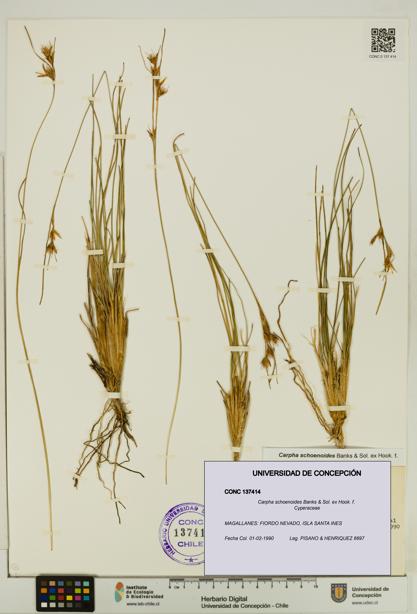 Carpha schoenoides [Espécimen: UDEC:CONC:0137414]