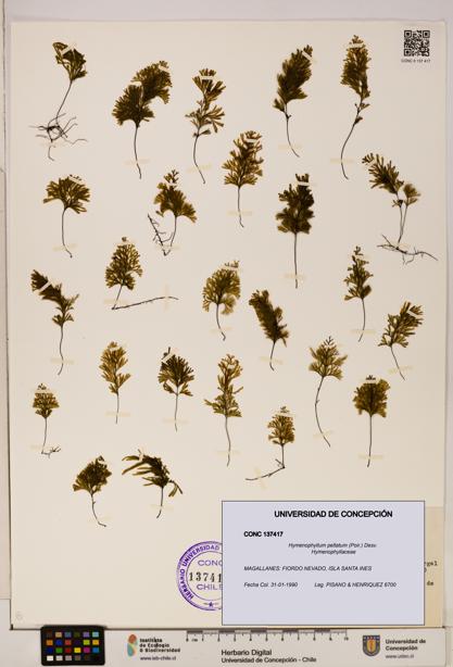 Hymenophyllum peltatum [Espécimen: ]