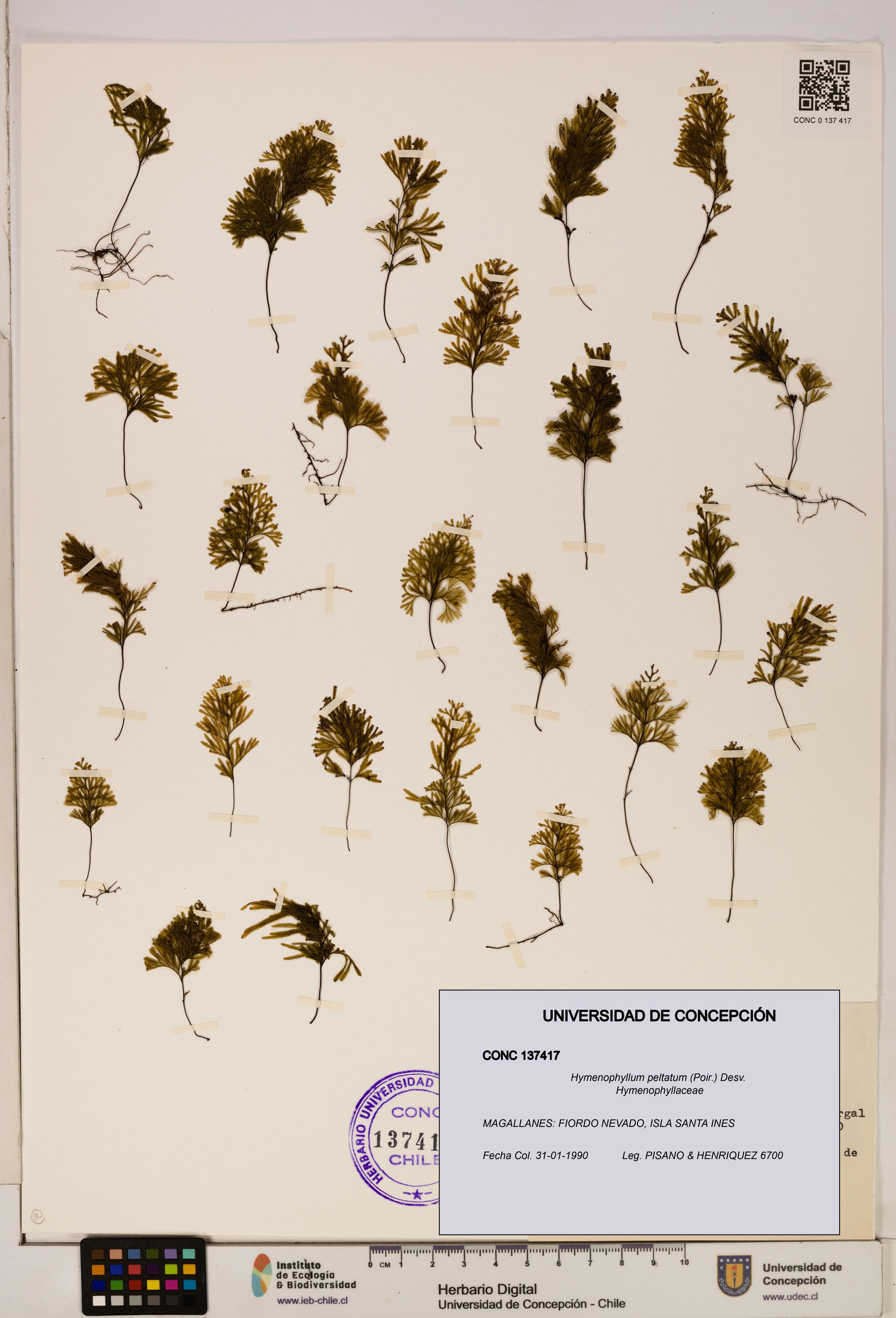 Hymenophyllum peltatum [Espécimen: ]