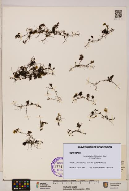 Hymenophyllum falklandicum [Espécimen: UDEC:CONC:0137419]