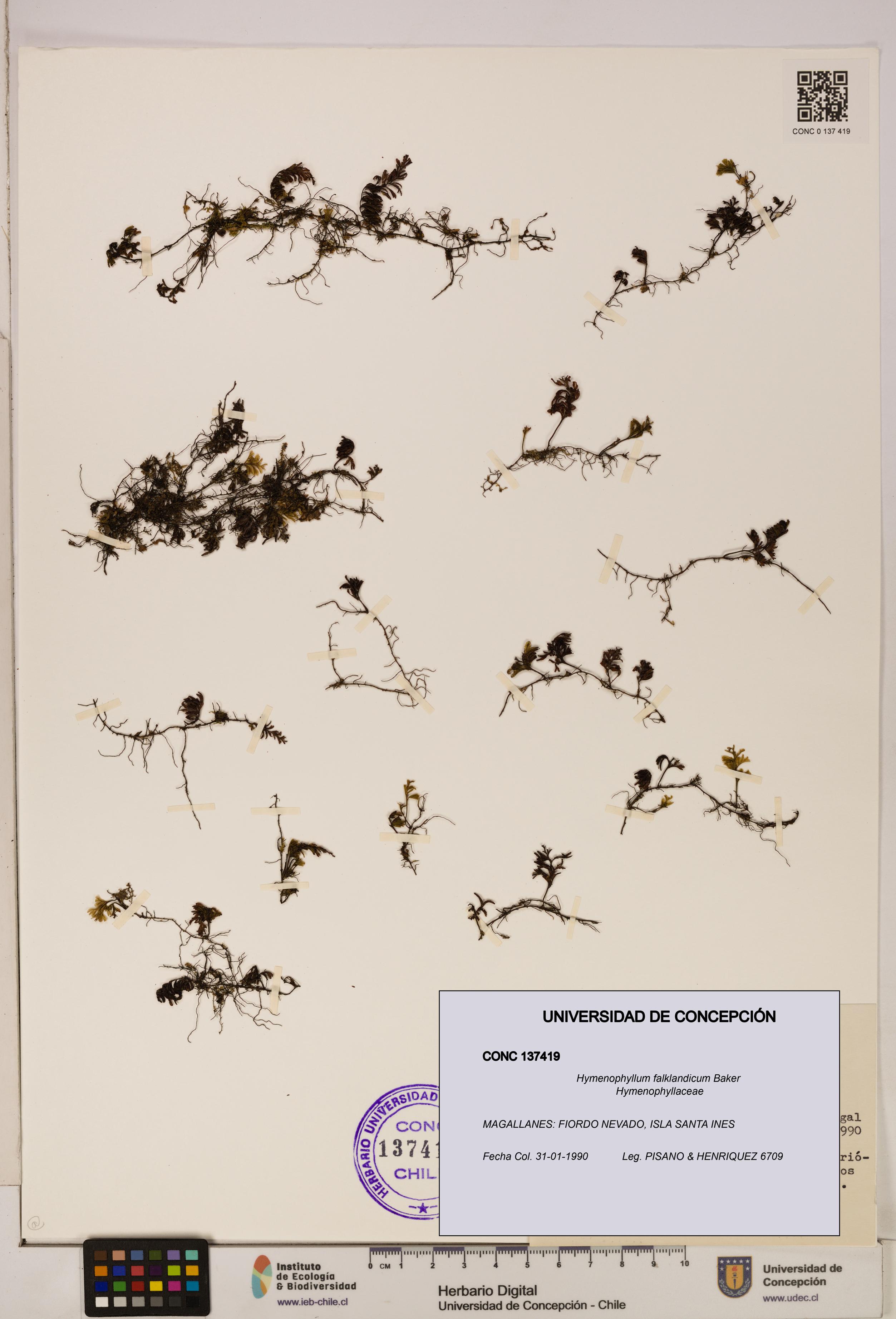 Hymenophyllum falklandicum [Espécimen: UDEC:CONC:0137419]