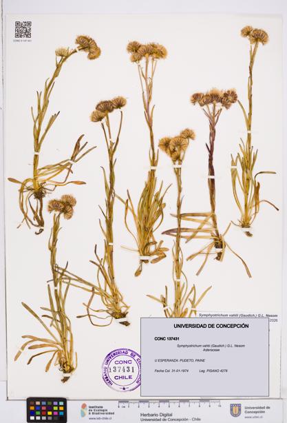 Symphyotrichum vahlii [Espécimen: ]