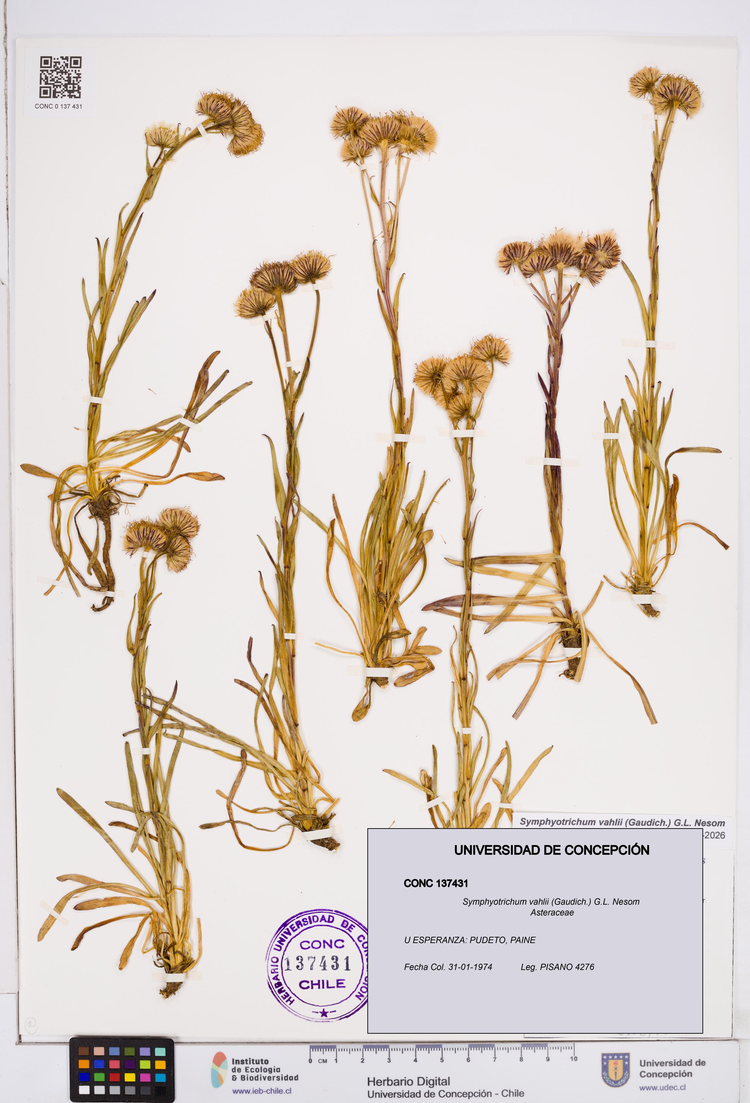 Symphyotrichum vahlii [Espécimen: ]