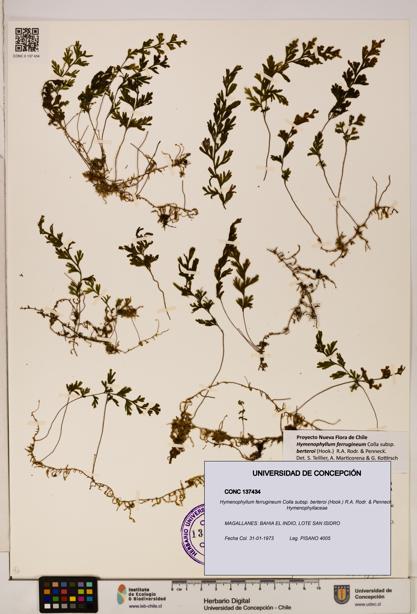 Hymenophyllum ferrugineum [Espécimen: UDEC:CONC:0137434]