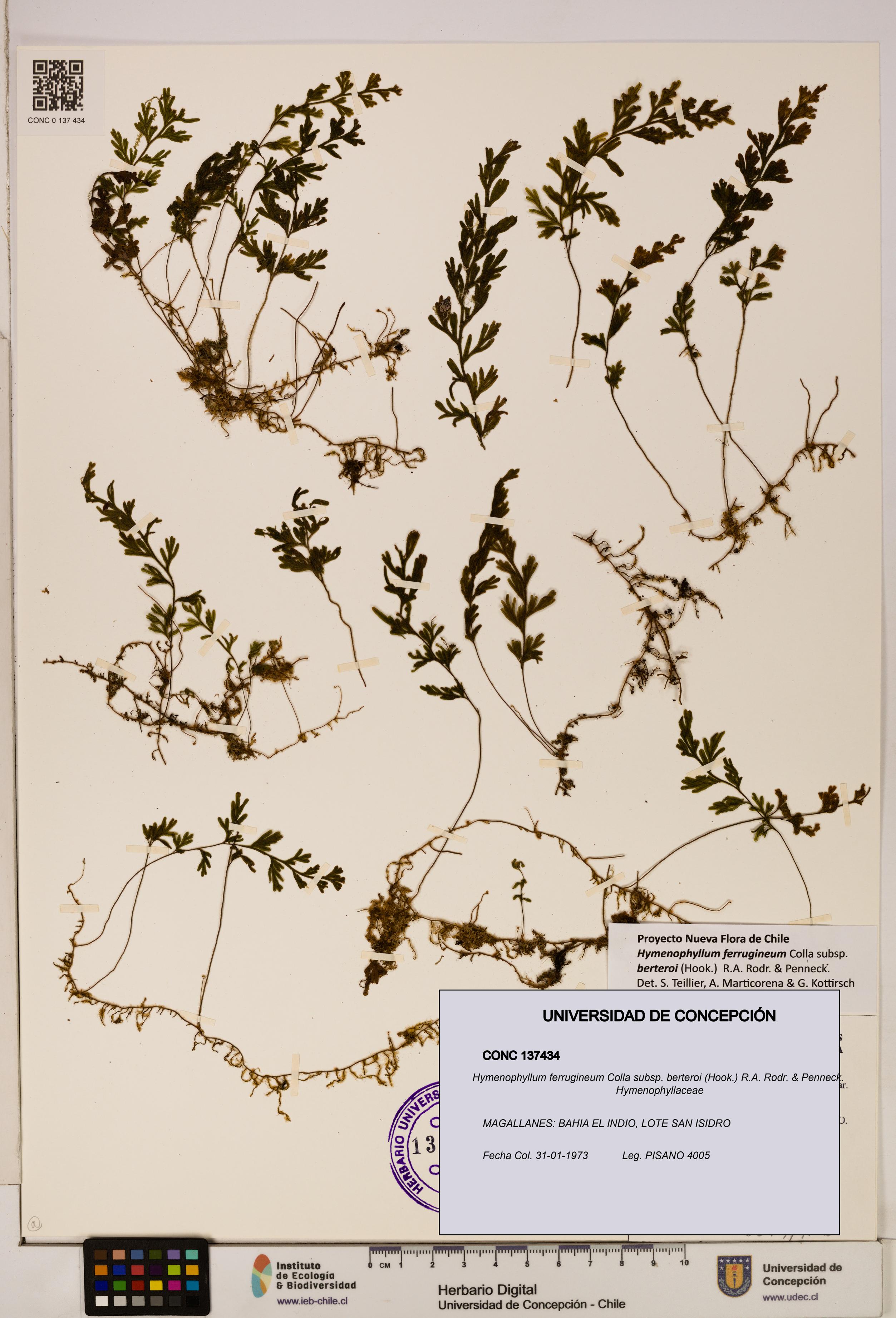 Hymenophyllum ferrugineum [Espécimen: UDEC:CONC:0137434]