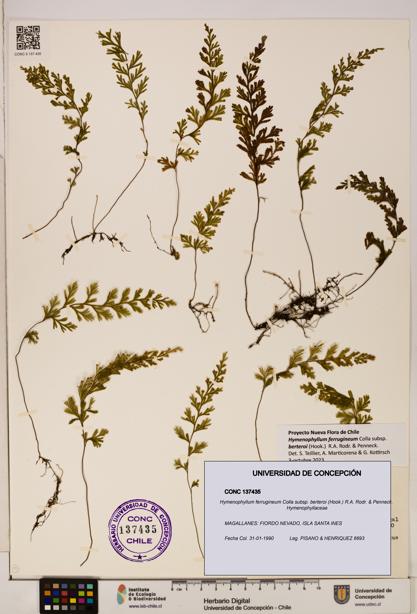 Hymenophyllum ferrugineum [Espécimen: UDEC:CONC:0137435]