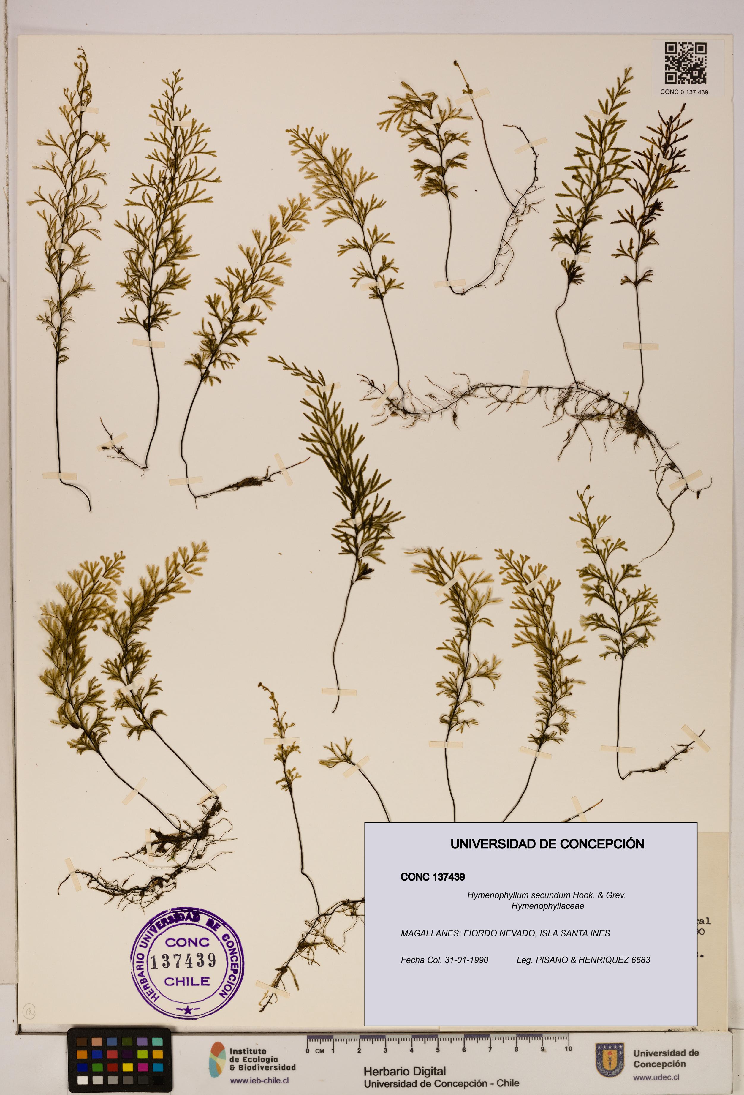 Hymenophyllum secundum [Espécimen: ]