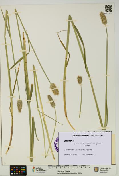 Alopecurus magellanicus var. magellanicus [Espécimen: UDEC:CONC:0137440]