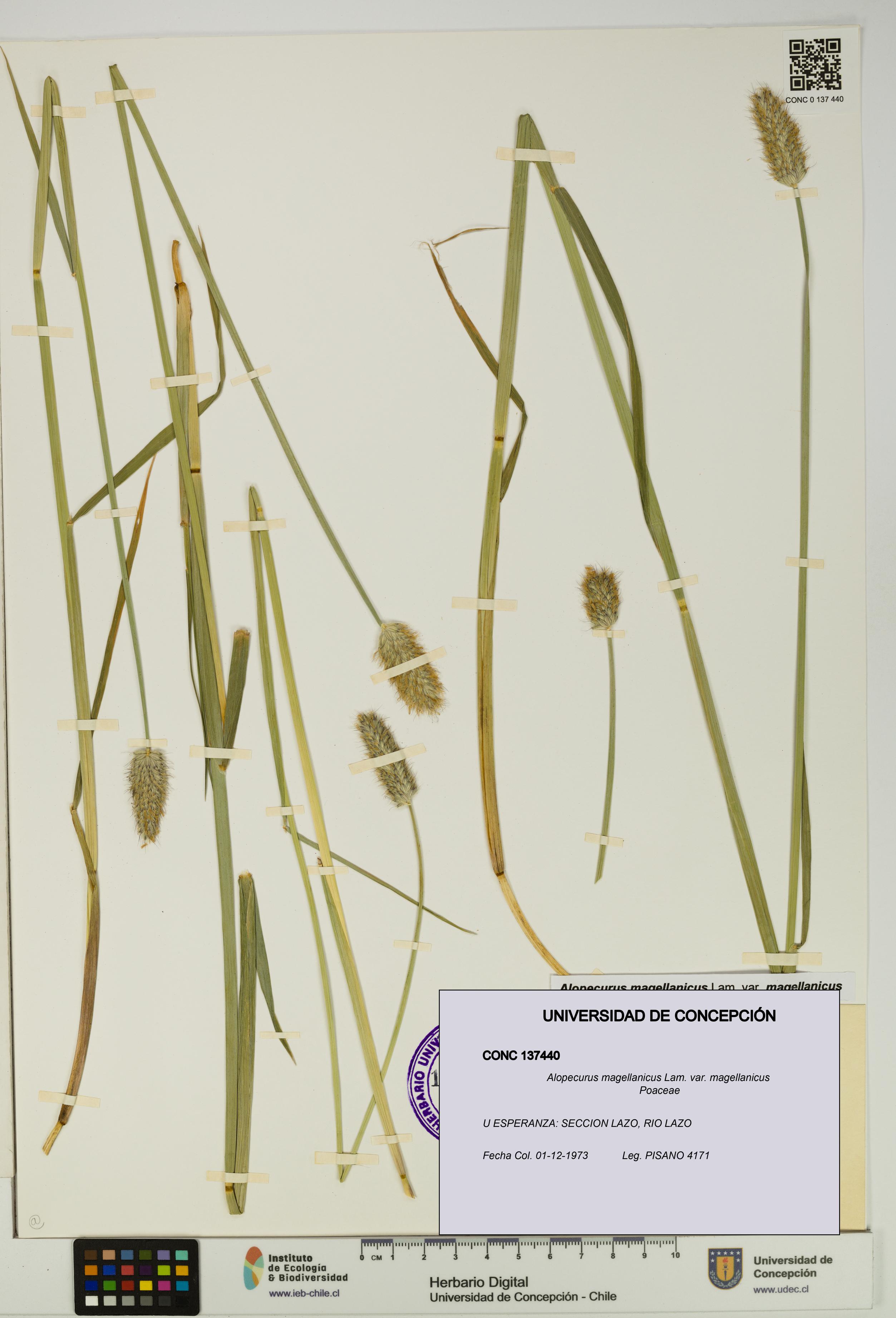 Alopecurus magellanicus var. magellanicus [Espécimen: UDEC:CONC:0137440]
