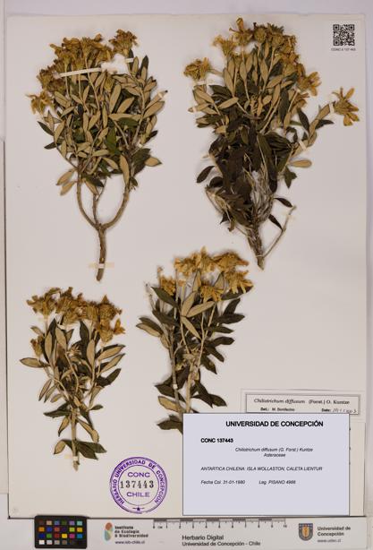 Chiliotrichum diffusum [Espécimen: UDEC:CONC:0137443]