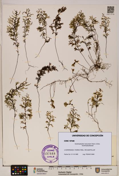 Hymenophyllum secundum [Espécimen: ]