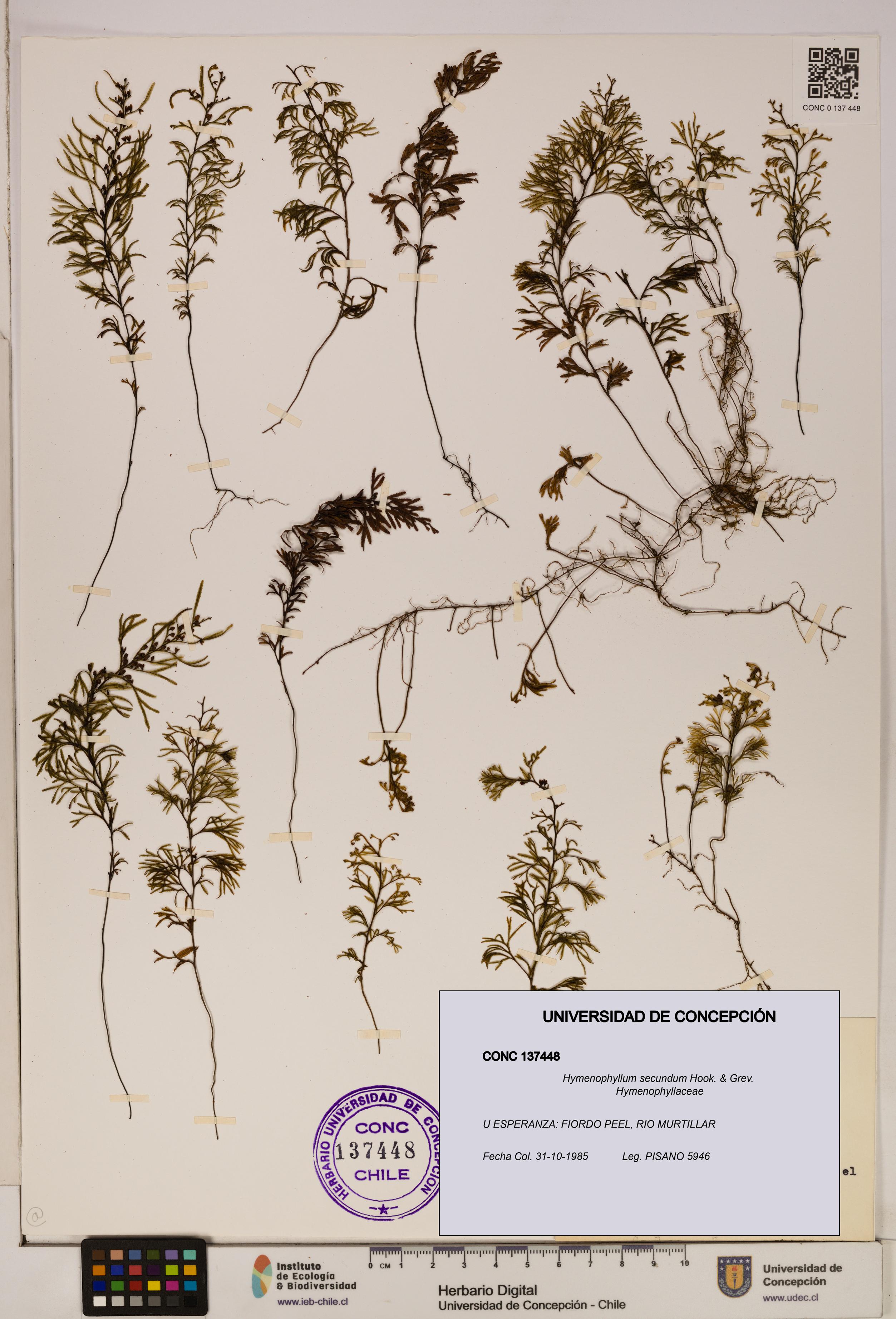 Hymenophyllum secundum [Espécimen: ]