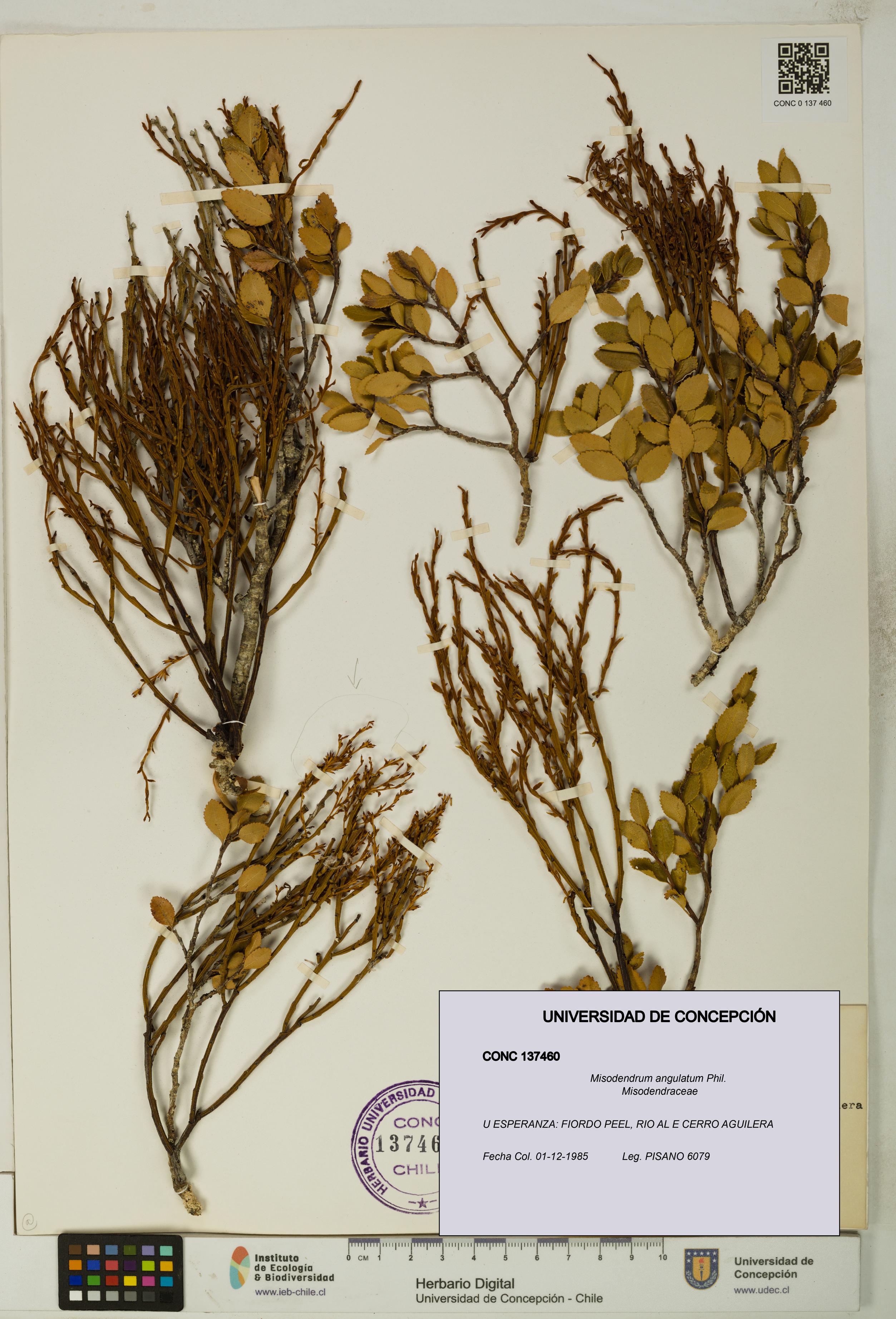 Misodendrum angulatum [Espécimen: UDEC:CONC:0137460]