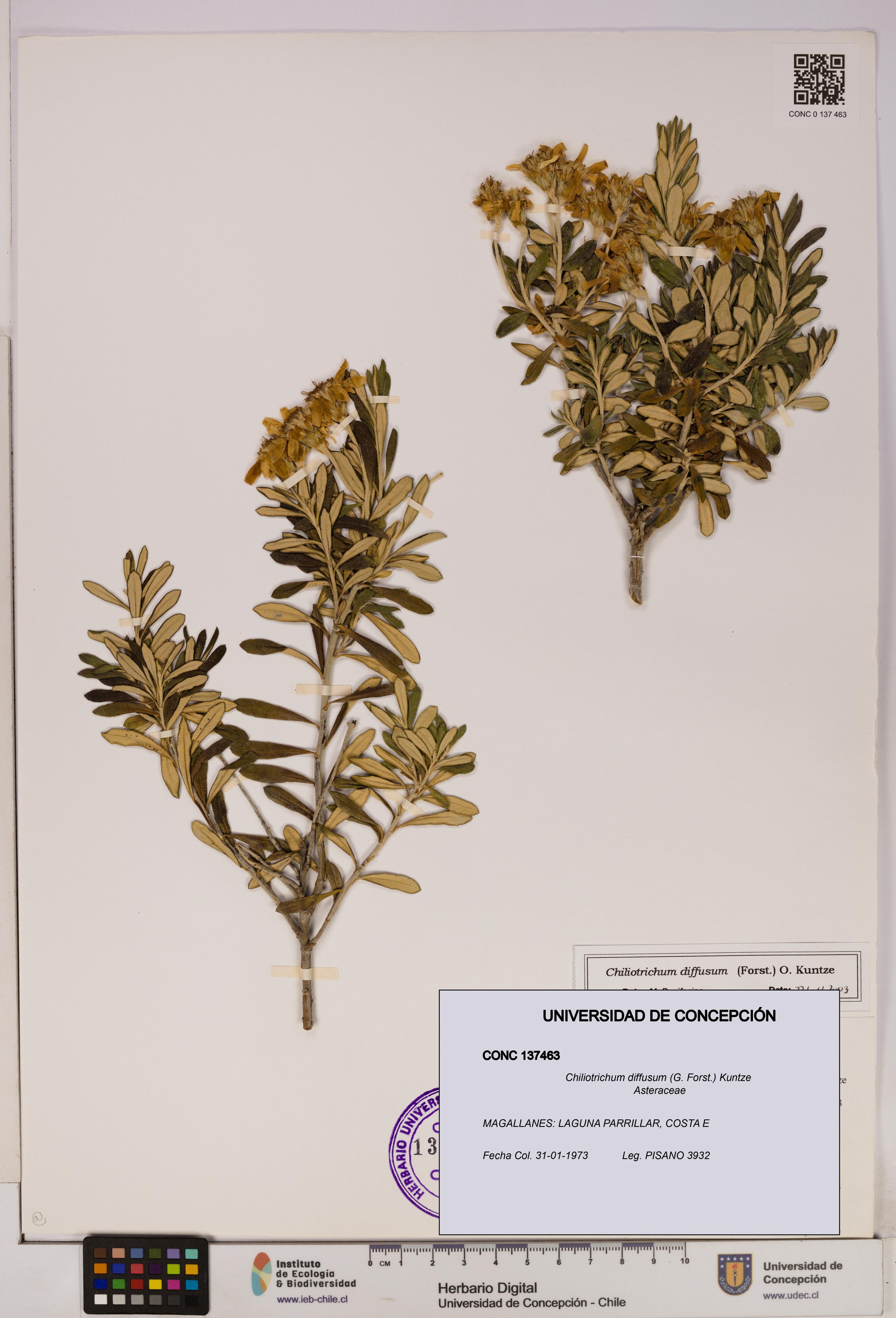 Chiliotrichum diffusum [Espécimen: UDEC:CONC:0137463]