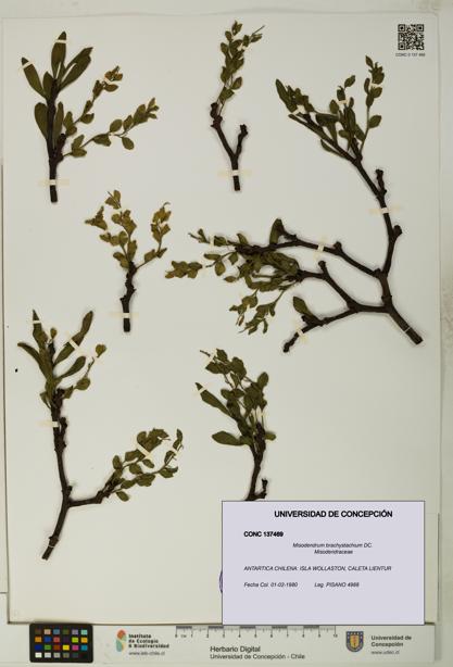 Misodendrum brachystachium [Espécimen: UDEC:CONC:0137469]