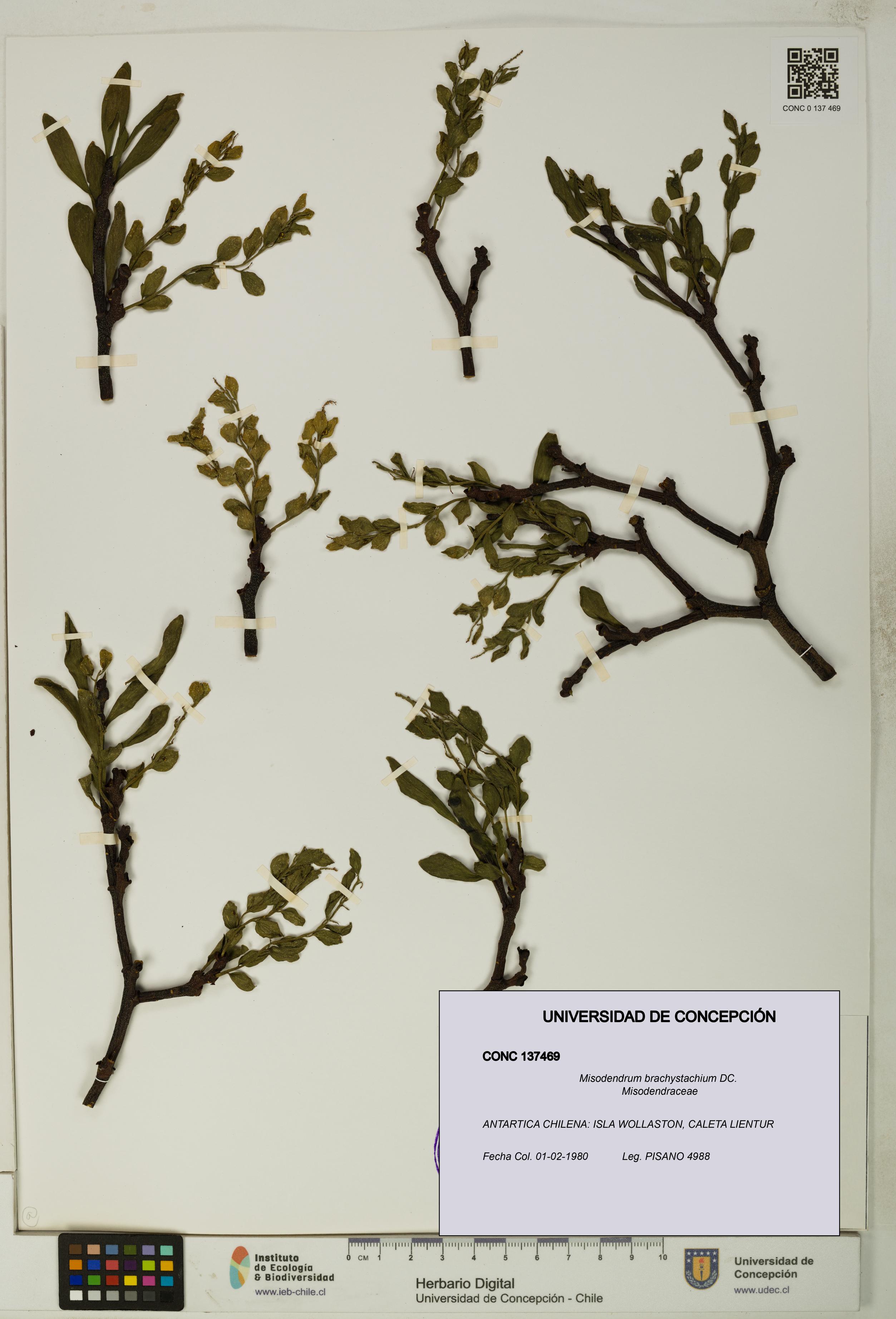 Misodendrum brachystachium [Espécimen: UDEC:CONC:0137469]