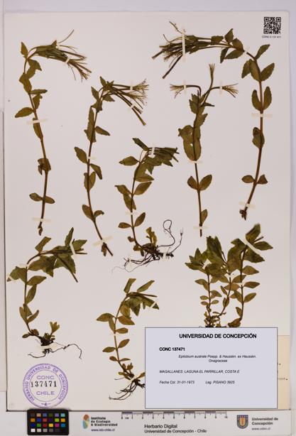 Epilobium australe [Espécimen: UDEC:CONC:0137471]