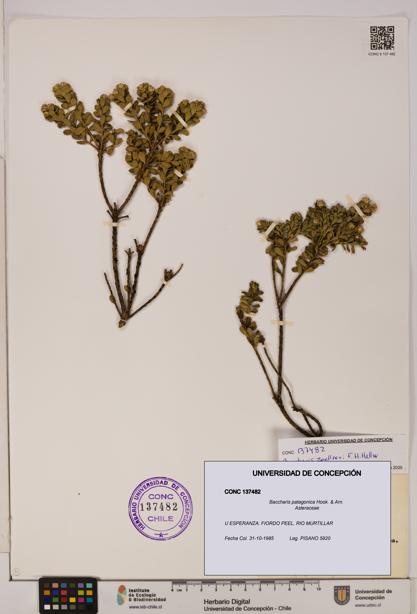 Baccharis patagonica [Espécimen: UDEC:CONC:0137482]