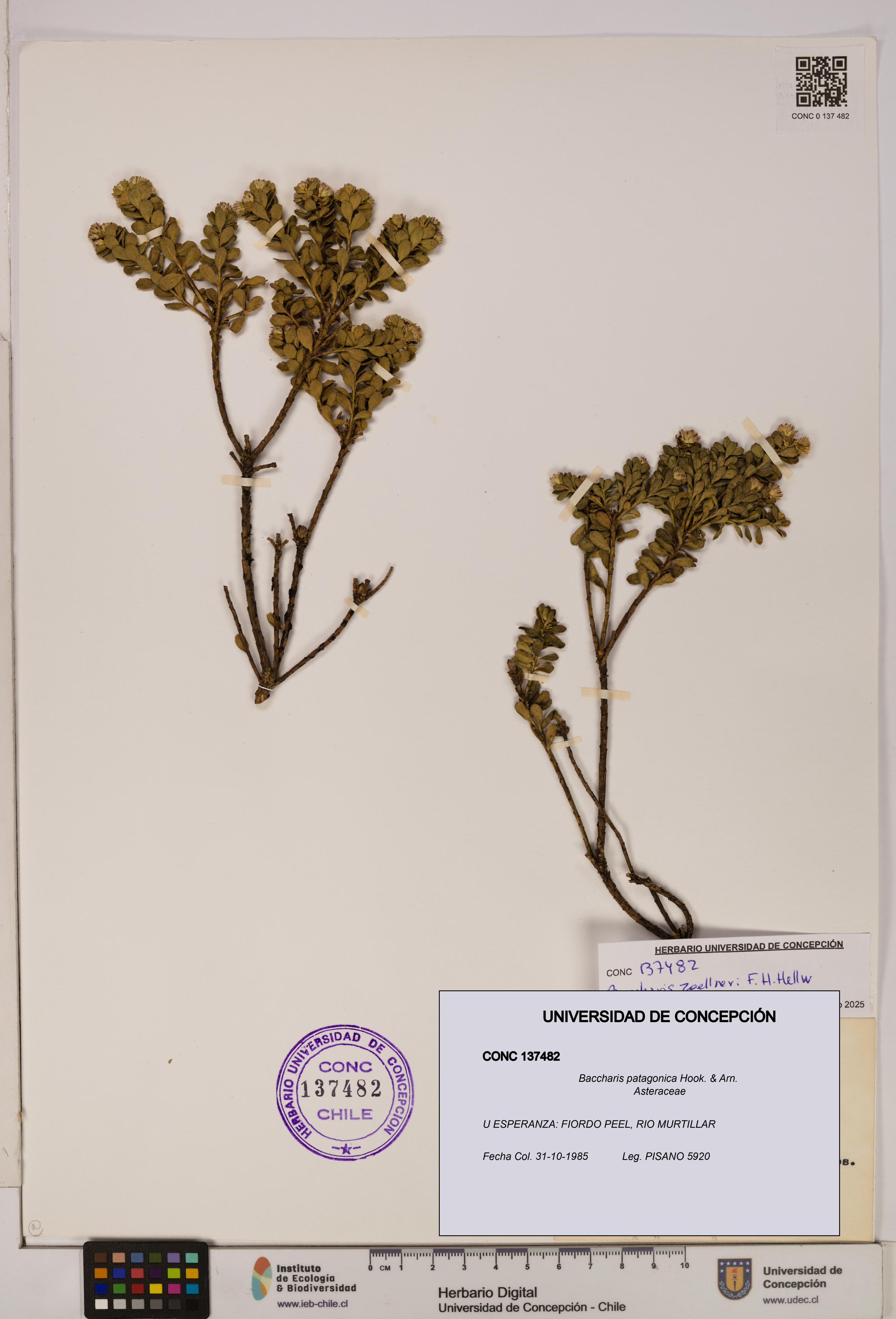 Baccharis patagonica [Espécimen: UDEC:CONC:0137482]
