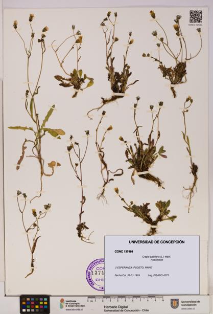 Crepis capillaris [Espécimen: UDEC:CONC:0137484]