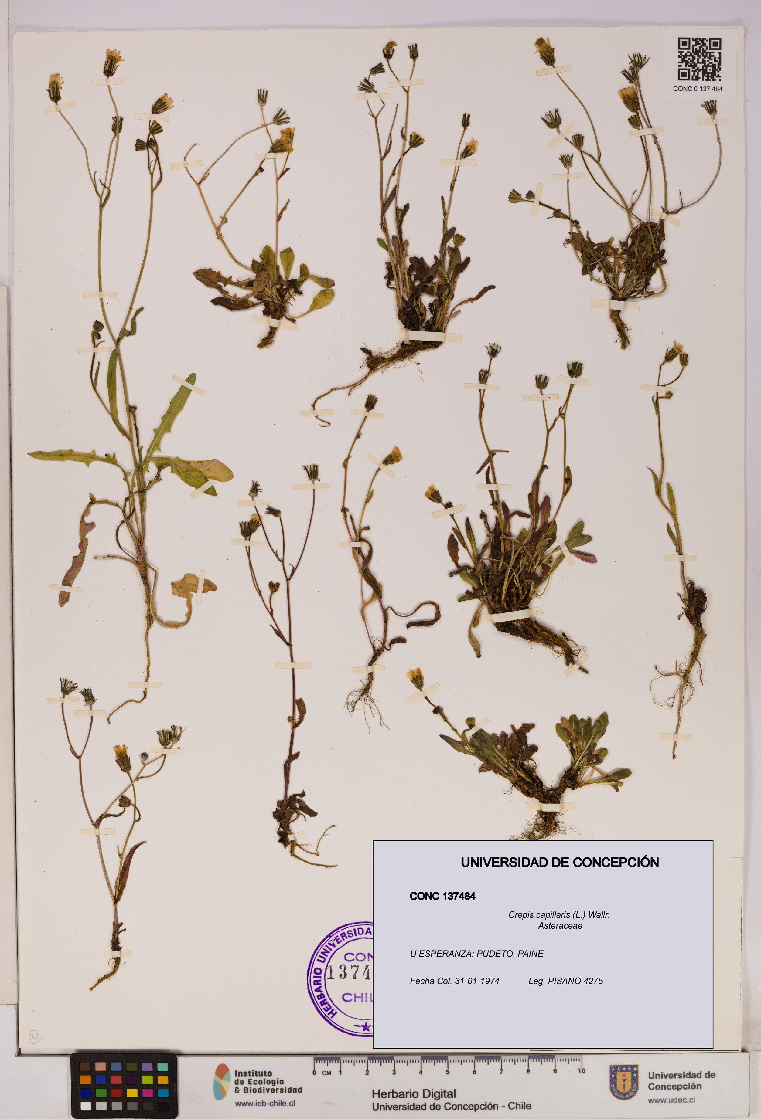 Crepis capillaris [Espécimen: UDEC:CONC:0137484]