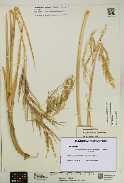 Nicoraepoa robusta [Espécimen: UDEC:CONC:0137490]