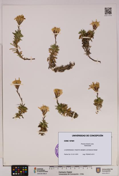 Perezia linearis [Espécimen: UDEC:CONC:0137491]
