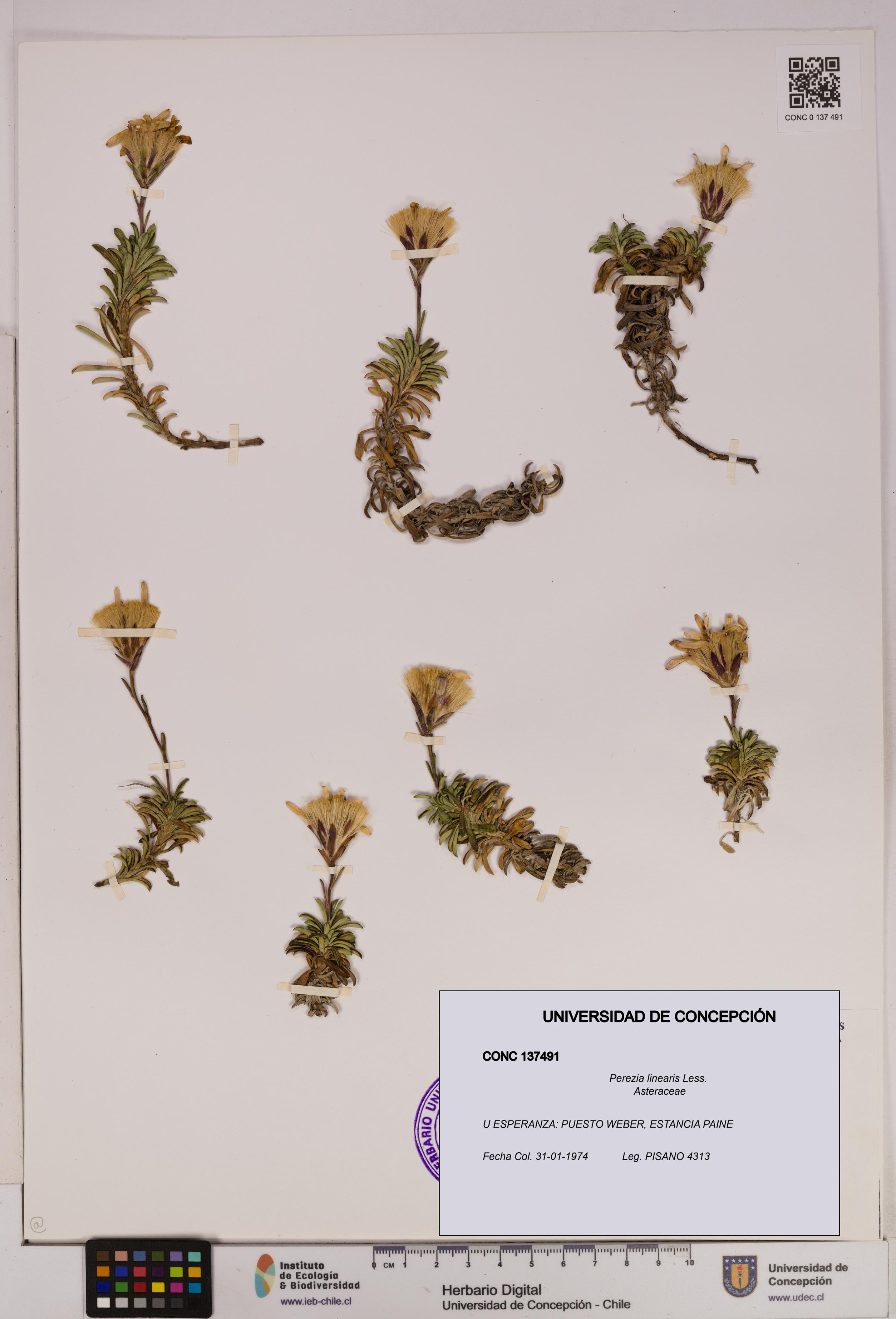 Perezia linearis [Espécimen: UDEC:CONC:0137491]