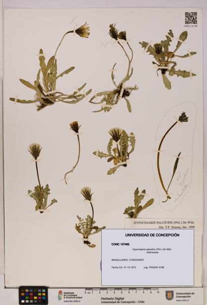 Hypochaeris palustris [Espécimen: UDEC:CONC:0137492]