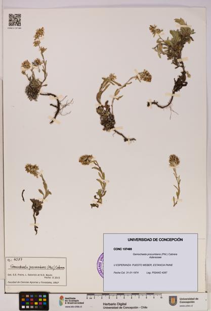 Gamochaeta procumbens [Espécimen: UDEC:CONC:0137493]