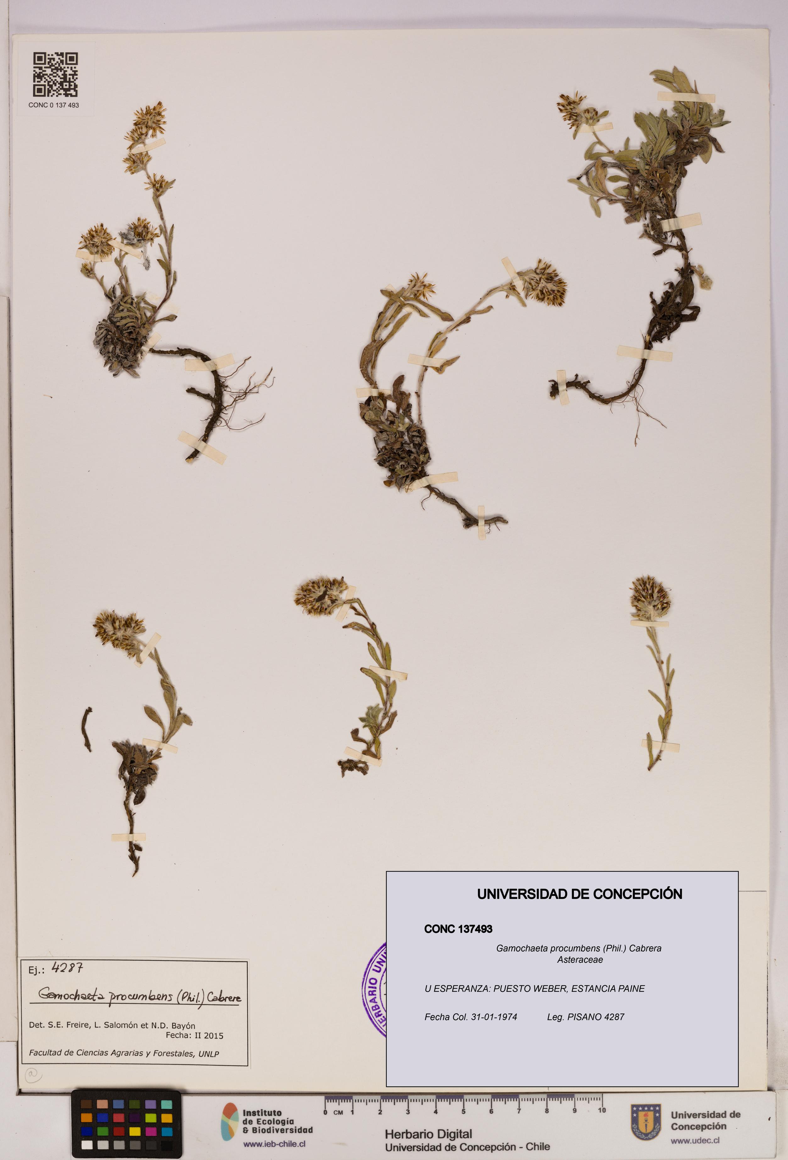 Gamochaeta procumbens [Espécimen: UDEC:CONC:0137493]