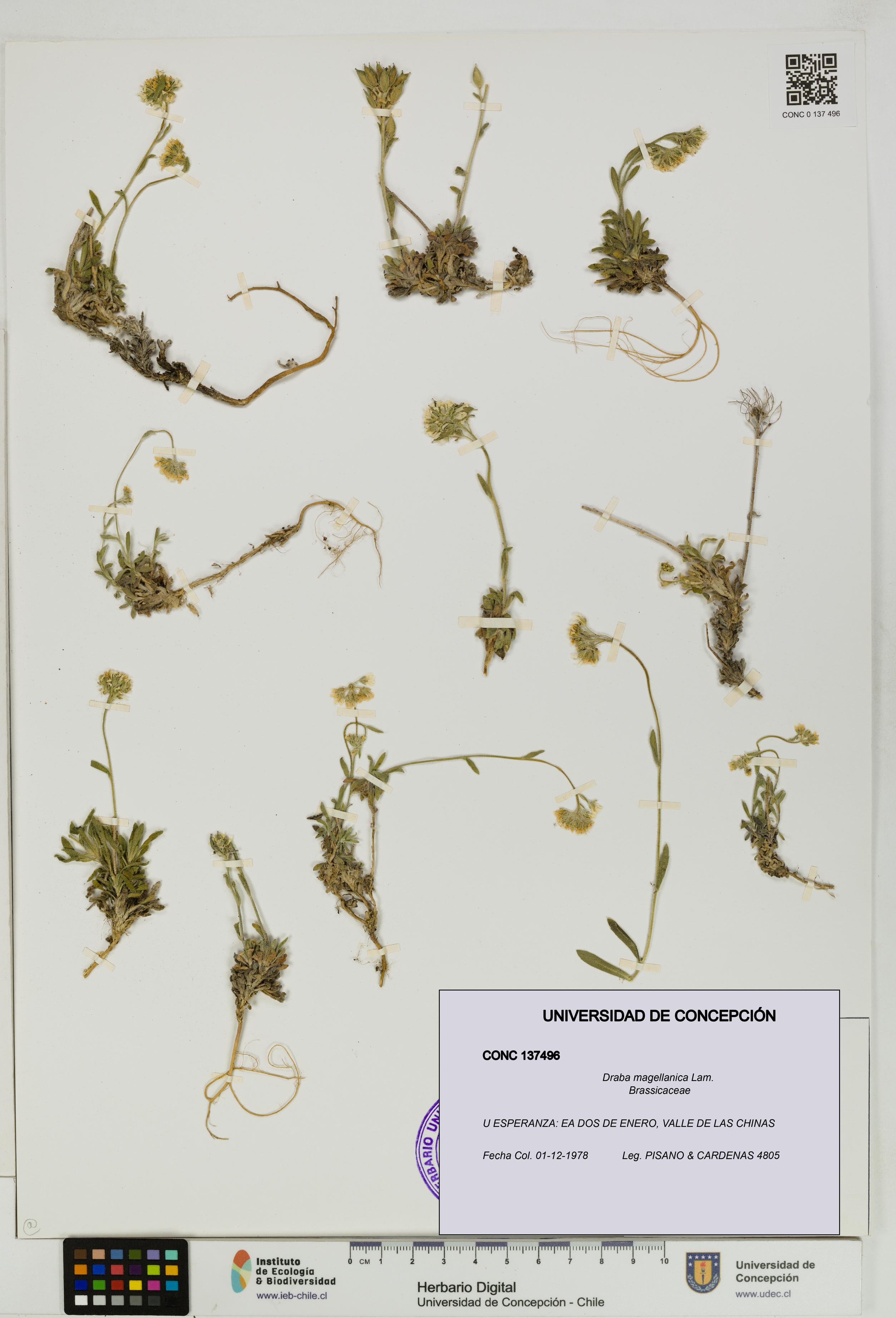 Draba magellanica [Espécimen: UDEC:CONC:0137496]