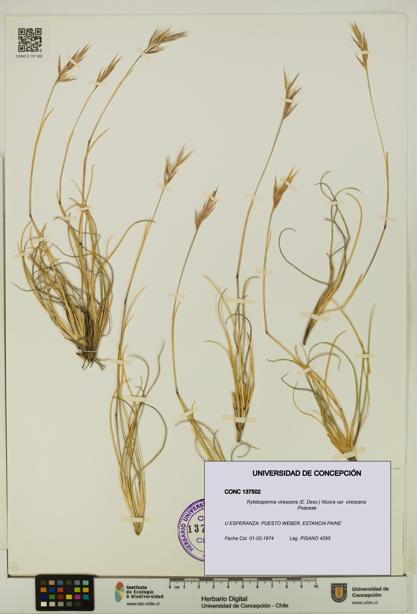 Rytidosperma virescens var. virescens [Espécimen: UDEC:CONC:0137502]