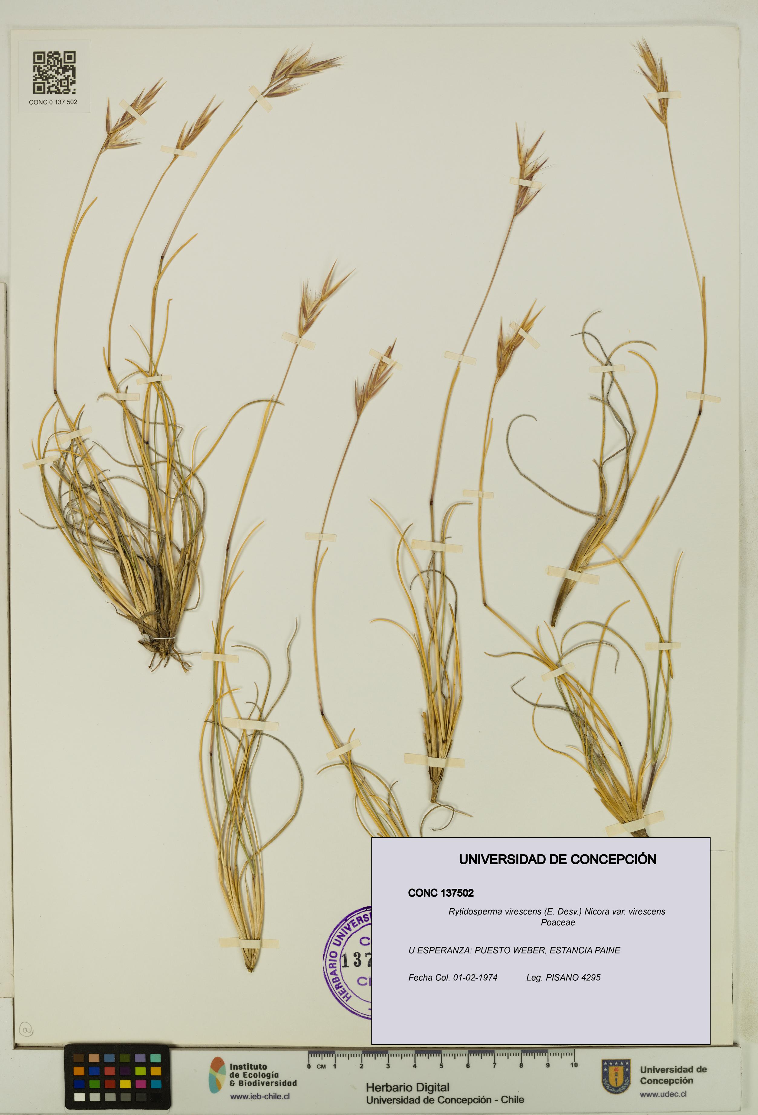 Rytidosperma virescens var. virescens [Espécimen: UDEC:CONC:0137502]