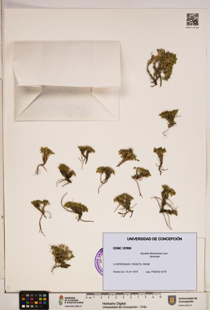 Azorella filamentosa [Espécimen: ]
