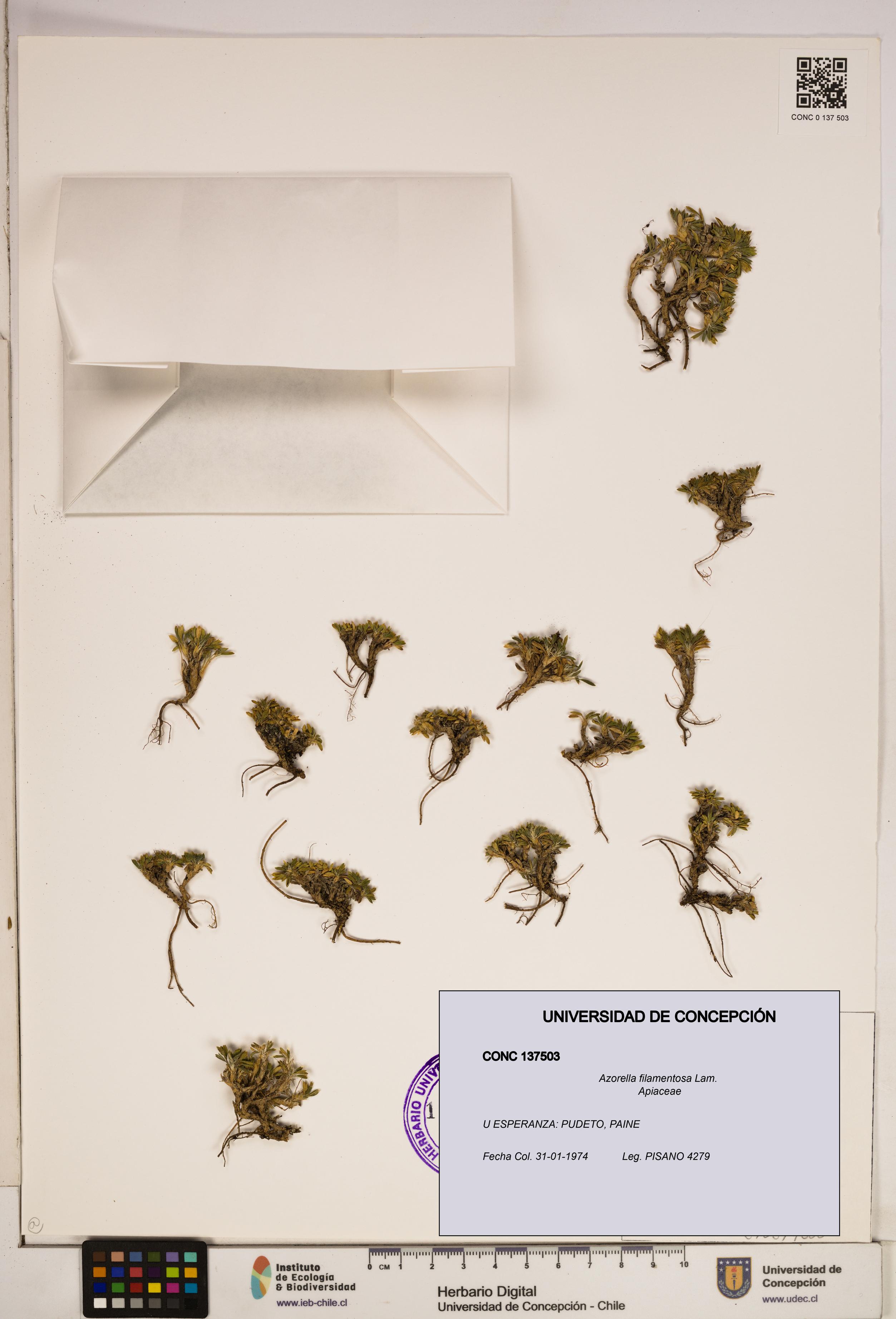 Azorella filamentosa [Espécimen: ]