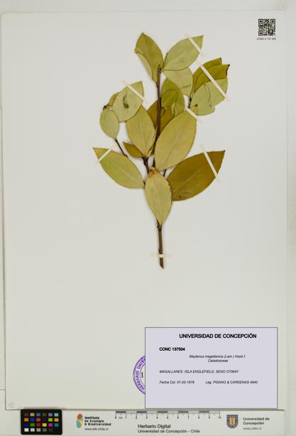 Maytenus magellanica [Espécimen: UDEC:CONC:0137504]