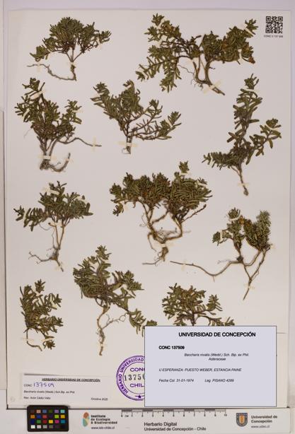 Baccharis nivalis [Espécimen: UDEC:CONC:0137509]