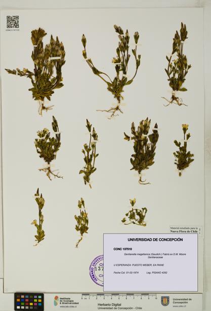 Gentianella magellanica [Espécimen: UDEC:CONC:0137510]