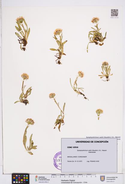 Symphyotrichum vahlii [Espécimen: ]